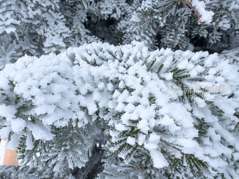 美丽的雪树