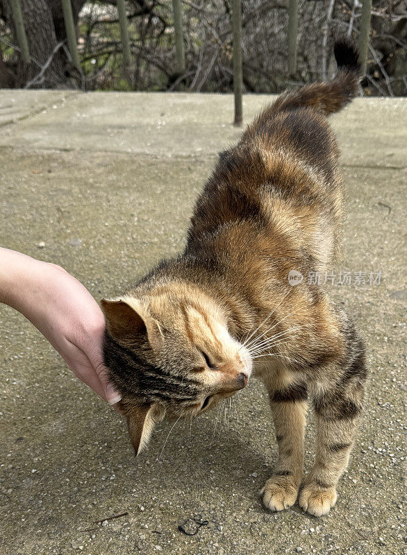 雅典市中心街头一只可爱的流浪猫