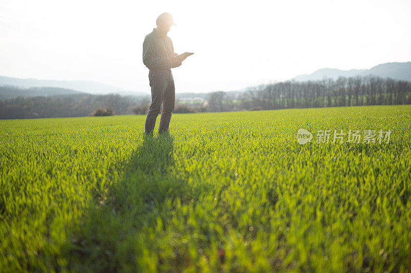 日落时分，聪明的农民在麦田里用平板电脑，复制空间。