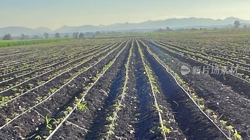 田间木薯树行式滴灌系统