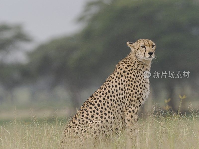 大草原上的猎豹