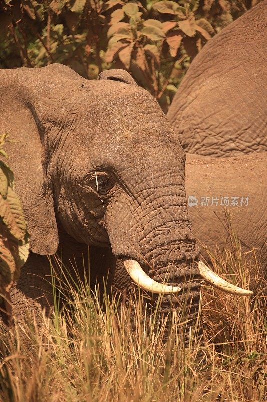 坦桑尼亚丛林中的非洲象