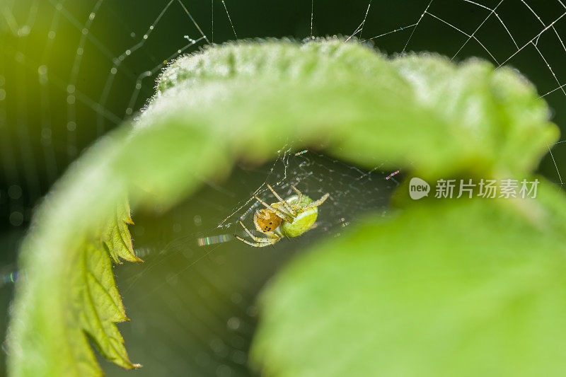 一只南瓜蜘蛛的特写，蜘蛛在花园的绿叶下结网，德国