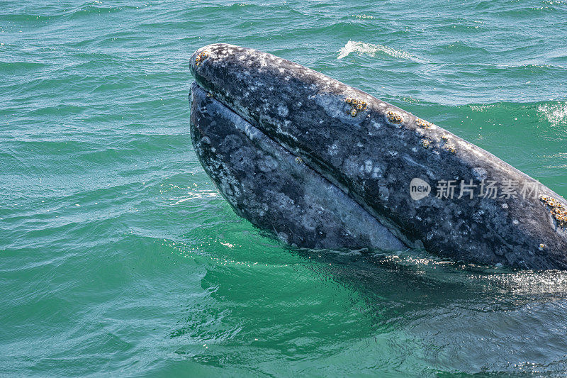 灰鲸、灰鲸、灰背鲸、太平洋灰鲸、韩国灰鲸、加利福尼亚灰鲸是一种迁徙的须鲸。圣伊格纳西奥泻湖，下加利福尼亚南部，墨西哥。年轻的鲸鱼。