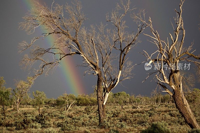 彩虹和黑暗的暴风雨云天空与树蒙戈国家公园内陆新南威尔士州