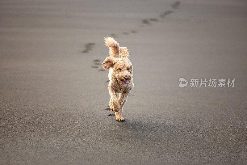 在沙滩上奔跑的金毛狗