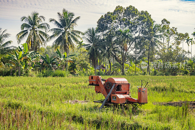 联合收割机在一排排椰子树的稻田里