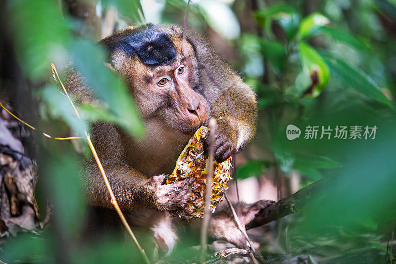 雄性长尾猕猴正在吃一种香蕉果