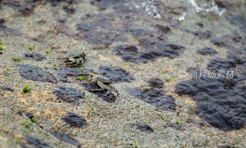 湿石上的绿蟹。潮湿的花岗岩为蟹复杂的舞蹈提供了舞台。有弹性的甲壳类动物在有纹理的表面上航行
