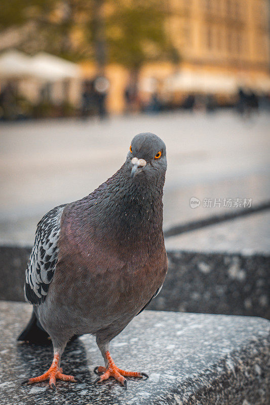 好奇的鸽子看着城市里的镜头