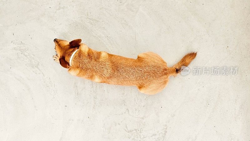 灰色的地板上躺着一只棕色的狗