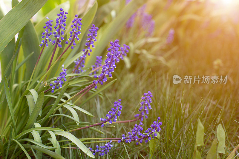 自然花卉背景。在明亮的阳光下，紫色的麝香花在绿色的草地上