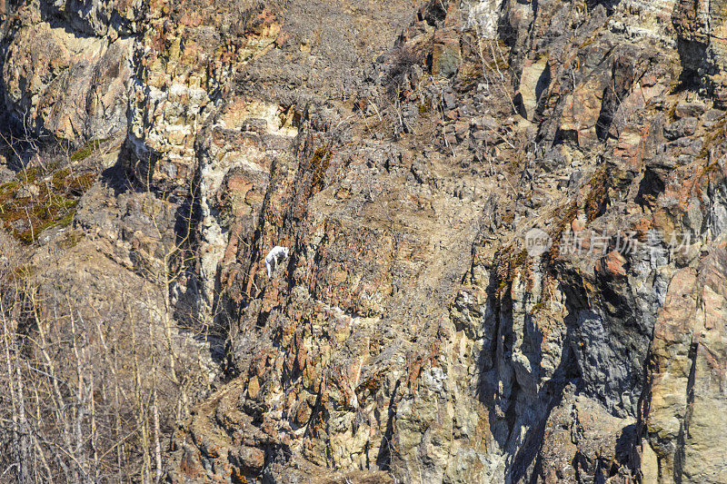 丘加奇山脉——岩石峭壁上的大羊