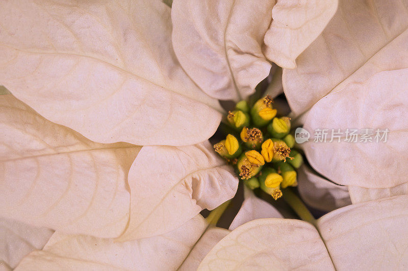 淡黄的一品红花微缩影像