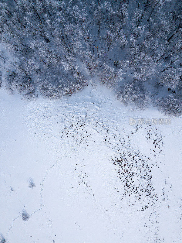 雪地上的脚印