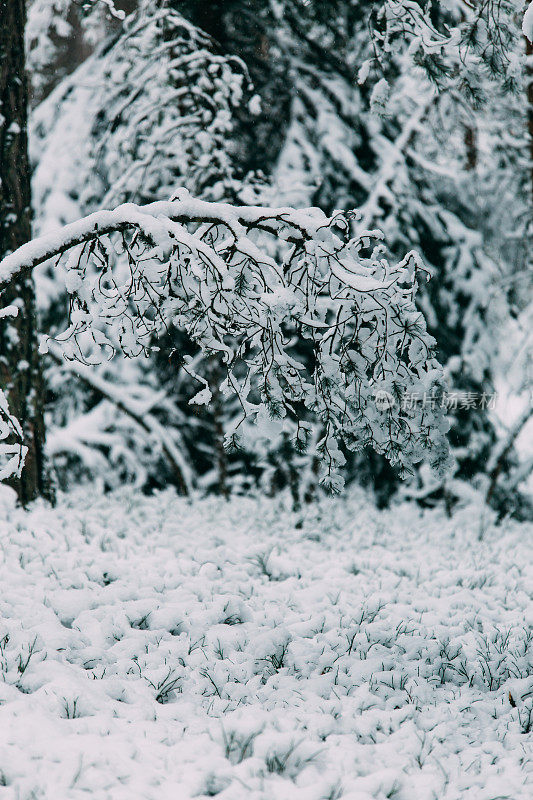 神奇的雪覆盖了树木。美丽的冬天的风景