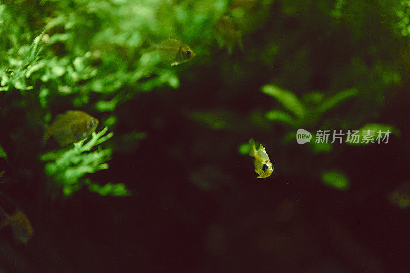 鱼在水族馆游泳的特写