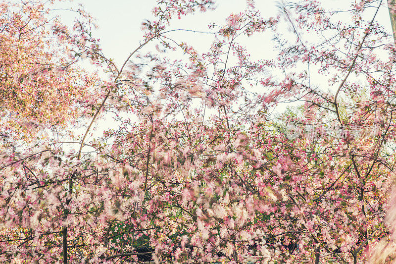 野生樱花