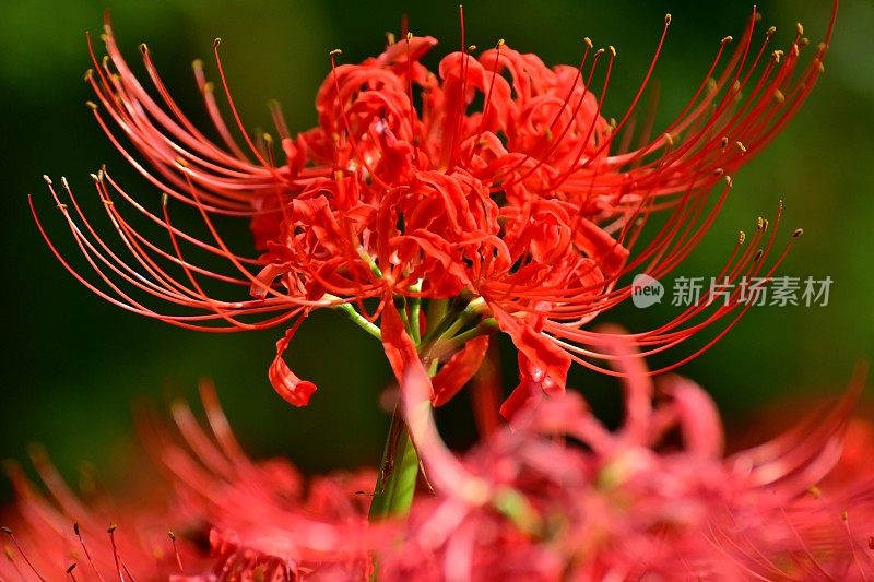 蜘蛛百合花，日高市，日本