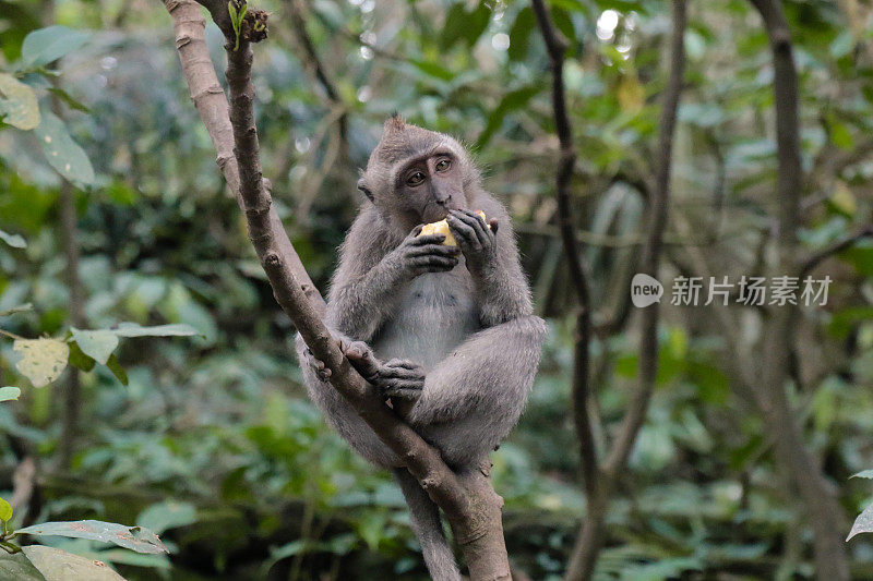 猴子在丛林里坐着吃东西