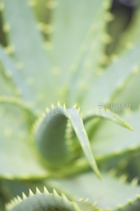 芦荟植物的特写