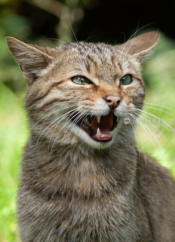 称欧洲野猫