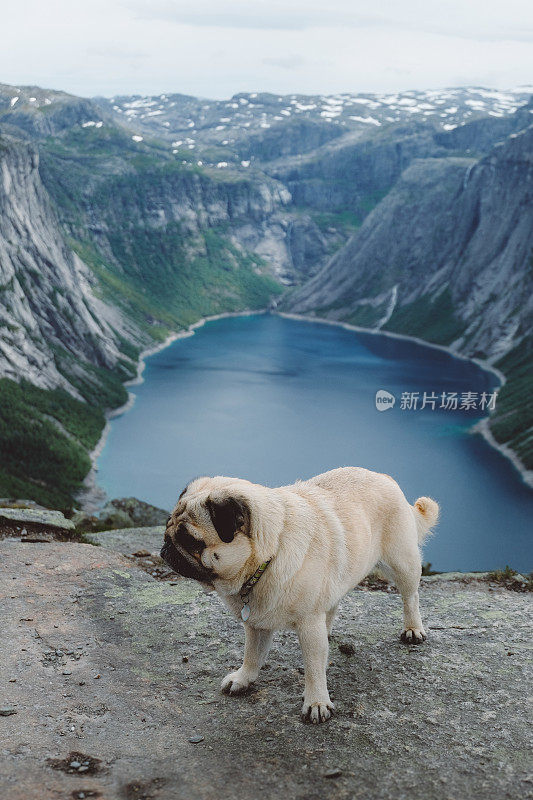 小狗徒步旅行到挪威的巨魔之洞