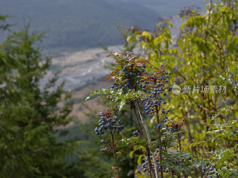 野生蓝莓