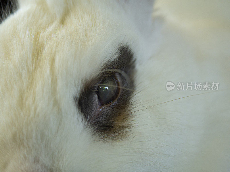 有深色眼斑的白色小兔子