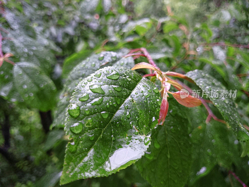 新鲜的绿草与露珠特写