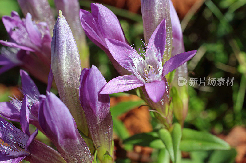 欧洲野花：根蒂亚内拉·德日里卡，奇尔特恩·根蒂安