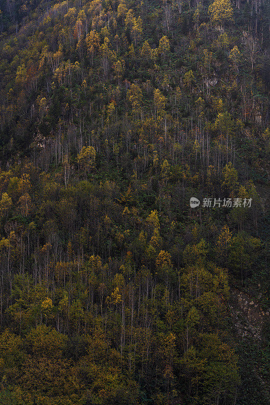 山坡上秋色斑斓的森林