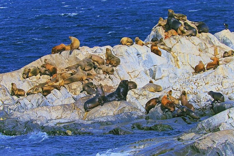 海狮和海豹岩石岛殖民地比格尔海峡-乌斯怀亚-火地岛