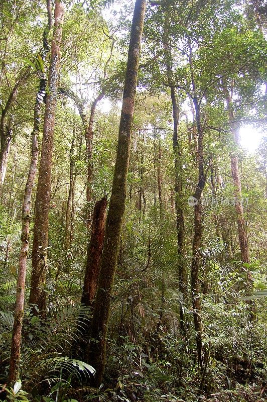 马来西亚沙巴州基纳巴卢山国家公园的森林