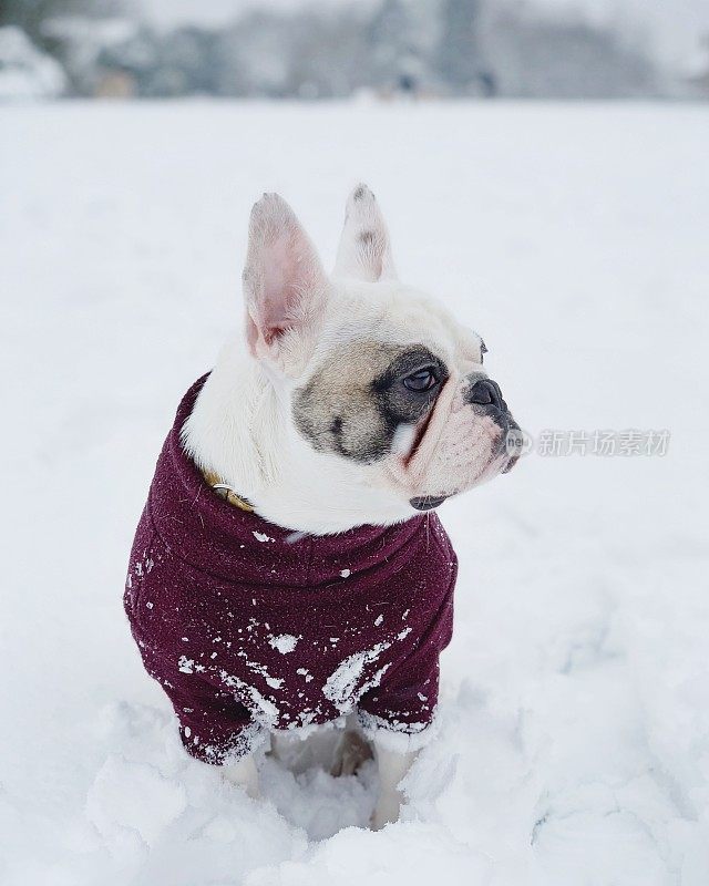 在一个下雪天遛法国斗牛犬，英国