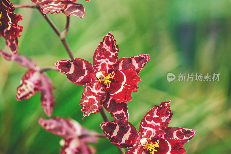红色的石斛兰兰花