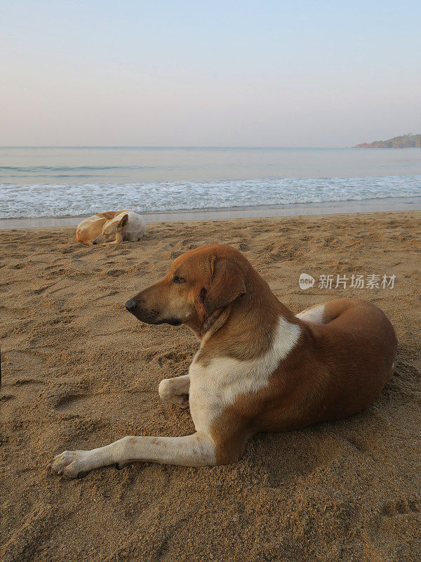 这是野狗在印度海滩上的照片，棕色和白色的杂种狗躺在以大海为背景的巴洛伦海滩上，印度果阿