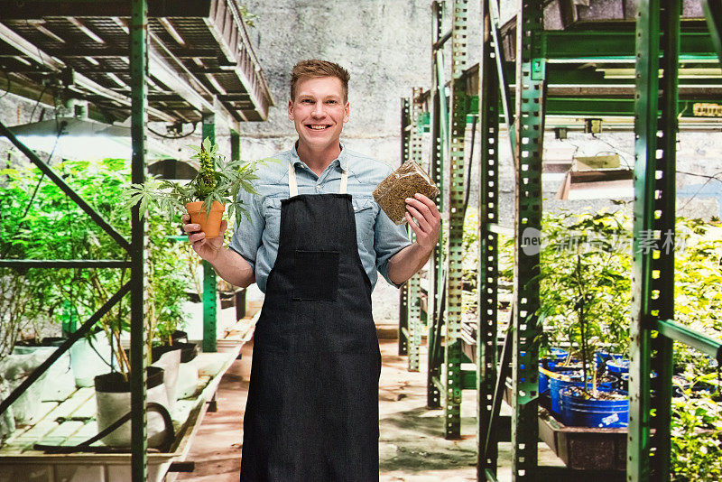 大麻店-一名男性工人正拿着大麻和盆栽植物