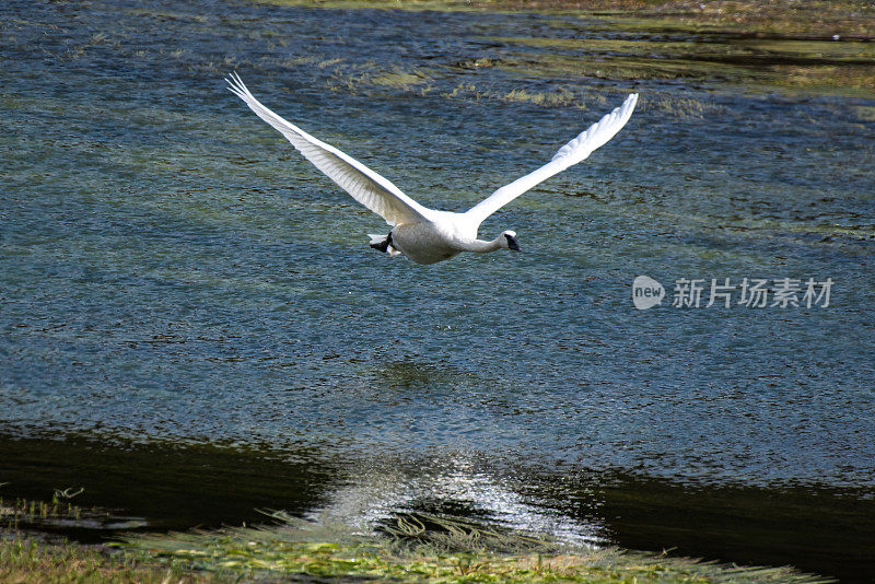 黄石河中飞翔的号手天鹅