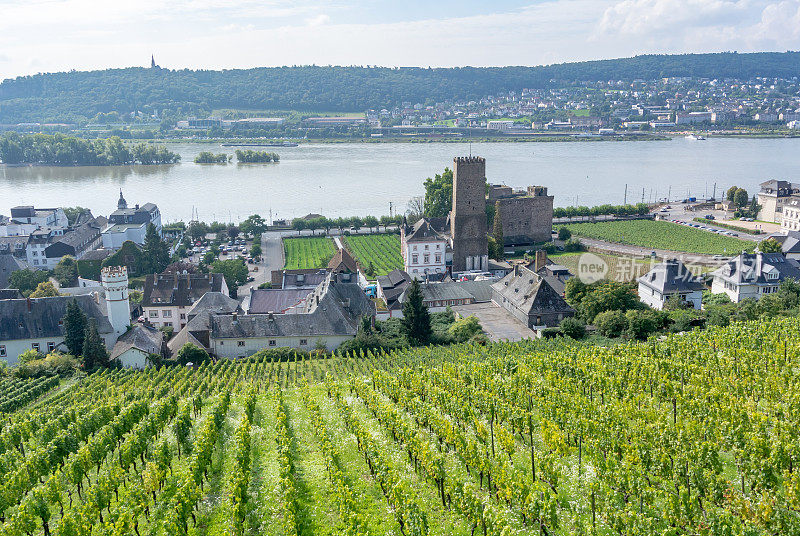 葡萄园在低森林纪念碑纪念碑Rüdesheim，德国