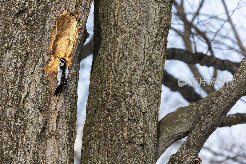 雄性毛茸茸的啄木鸟，北美最小的啄木鸟，当他在树上敲洞时看到的行动。