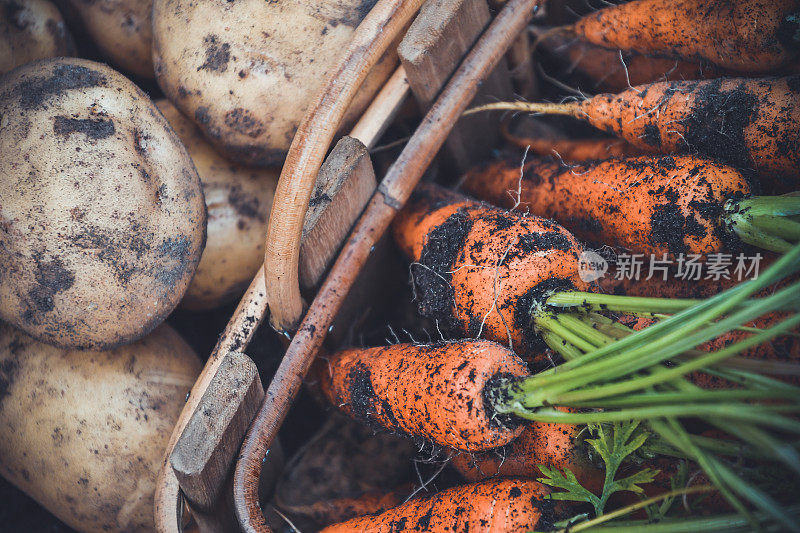 自家种植的新鲜胡萝卜和土豆