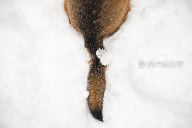 雪地里的狗尾巴