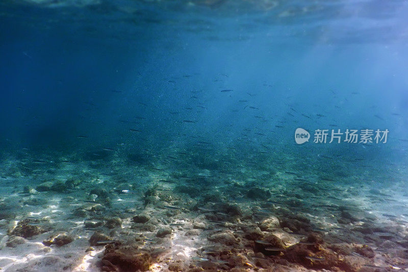 阳光照射在水下的岩石和鹅卵石上，海床上成群的小鱼。