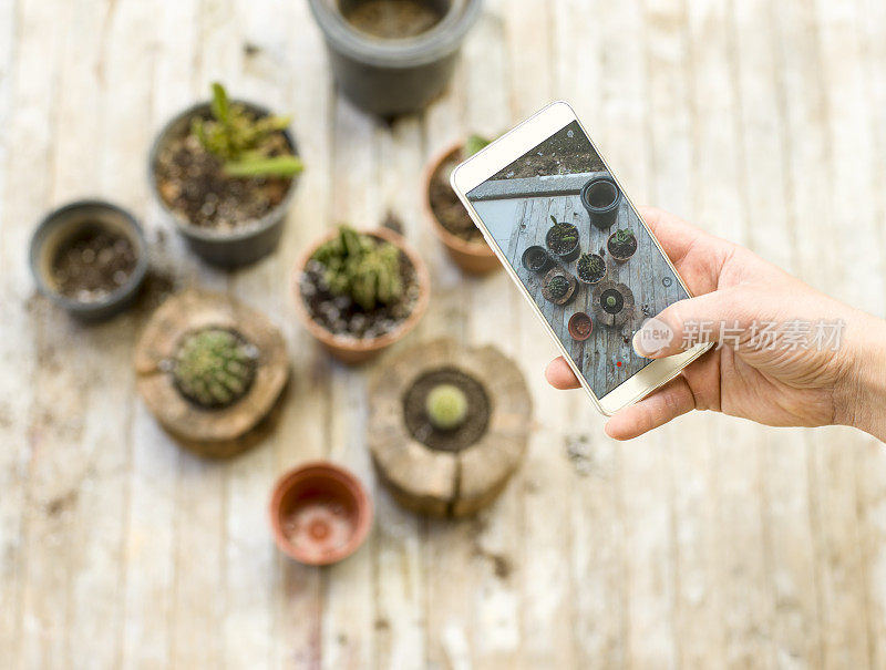 拍摄仙人掌植物