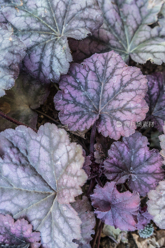 春天的珊瑚钟(Heuchera)五颜六色的叶子