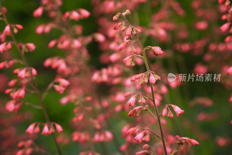 花园里盛开的花朵