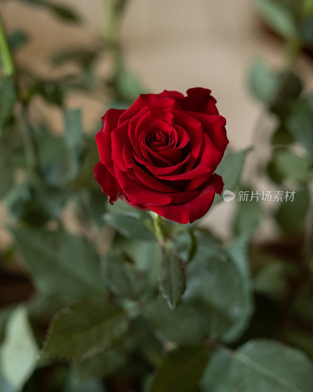 爱情的象征，红玫瑰