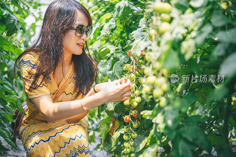 亚洲妇女从农场收获新鲜番茄。闲暇时间相聚的概念。