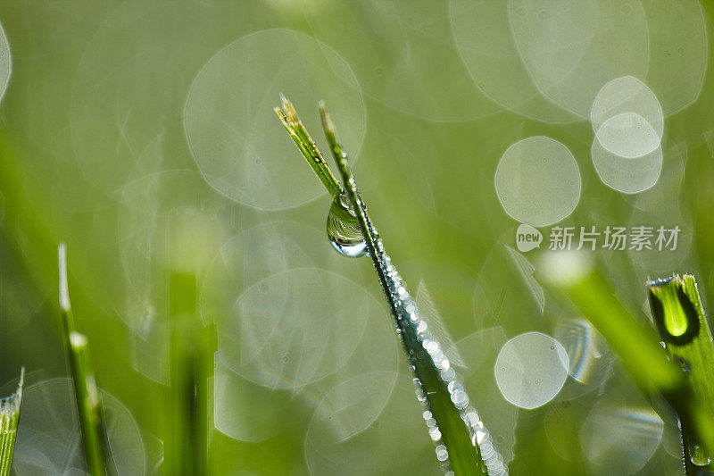 草叶上的晨露